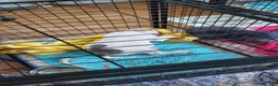 American Bully dogs for sale: American Bully 2 - Ad 19