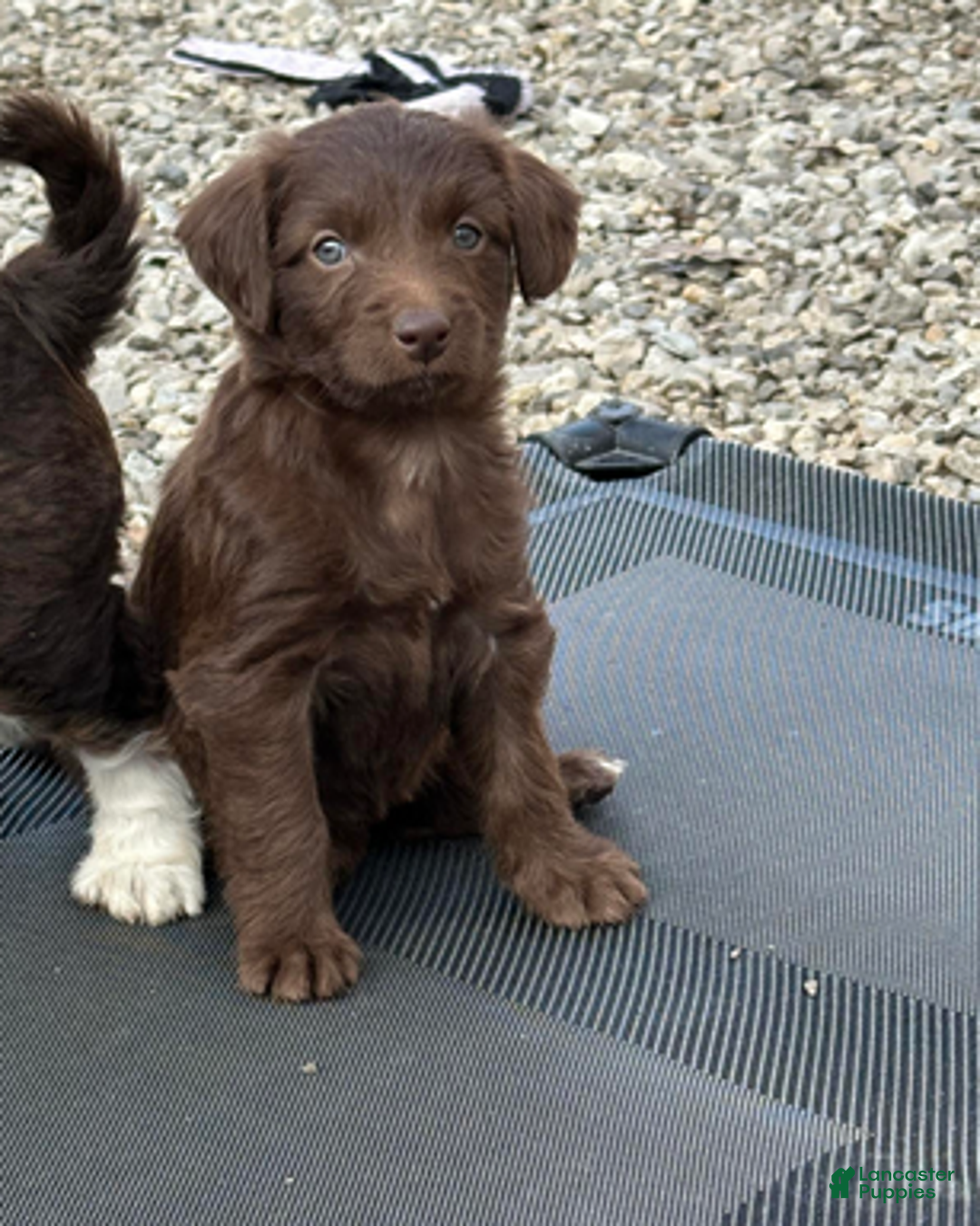 Aussiedoodle dogs for sale: Chocolate girl 4 - Ad 2
