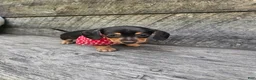 Dachshund dogs for sale:  Otis - Ad 3