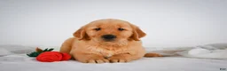 Golden Retriever dogs for sale: Roscoe - Ad 9