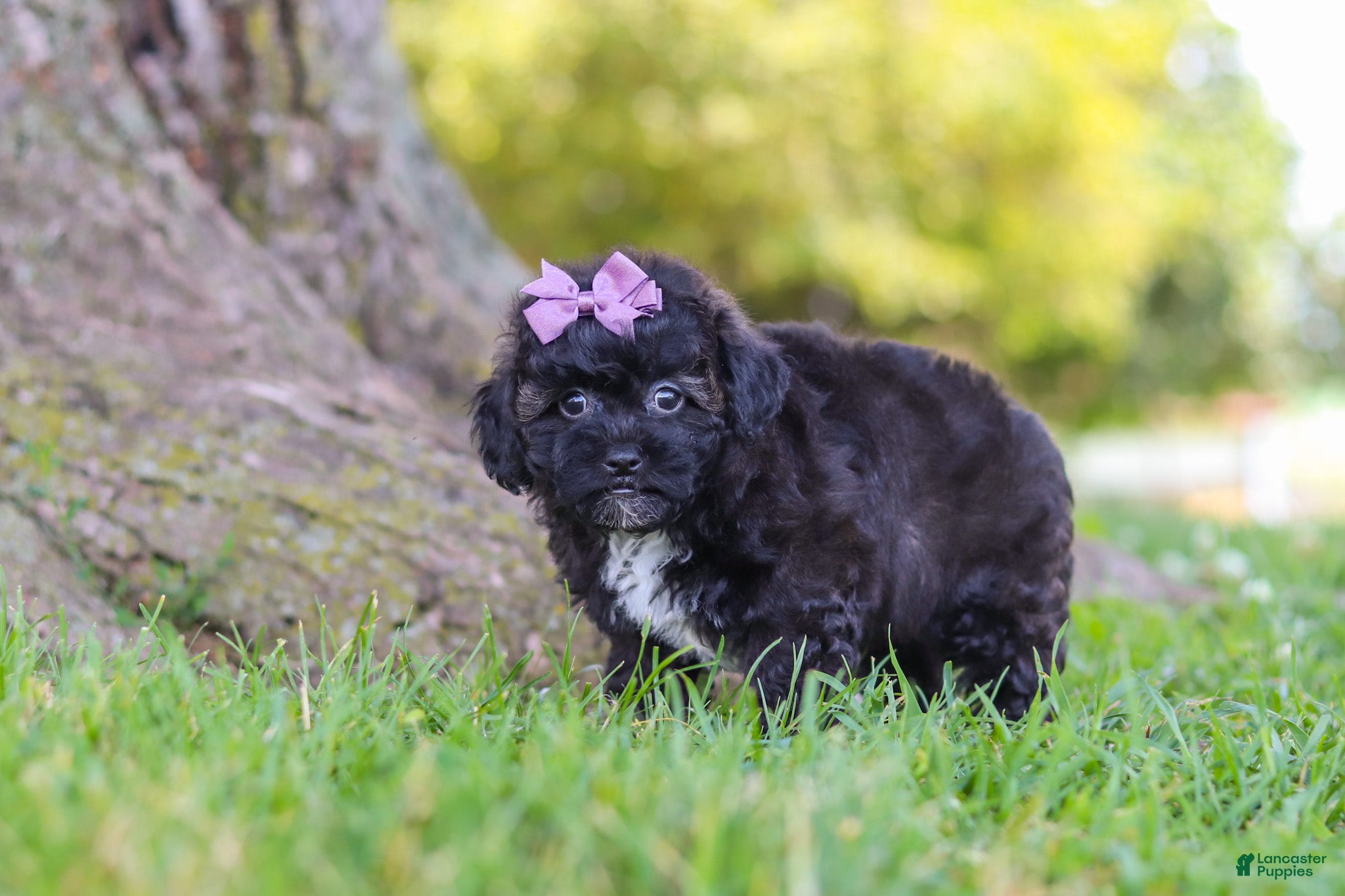 Maltipoo dogs Pretzel - Ad 2