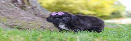 Maltipoo dogs for sale: Pretzel - Ad 2