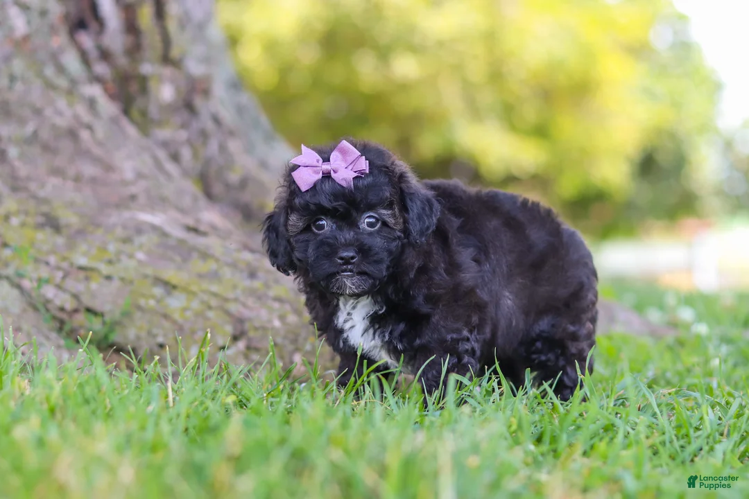 Maltipoo dogs for sale: Pretzel - Ad 2