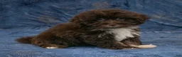 Havanese dogs for sale: Rusty - Ad 4