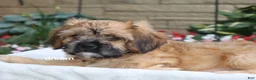 Mixed Breed dogs for sale: Wynn - Ad 8
