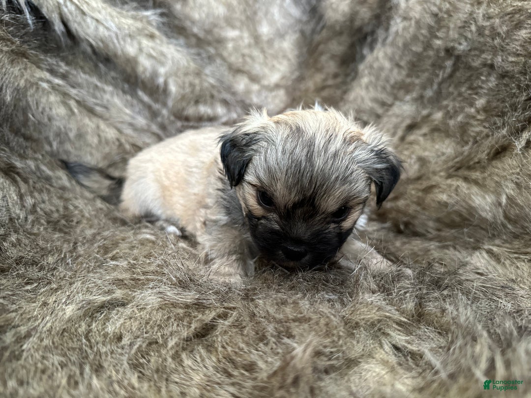 Mixed Breed dogs for sale: Theo - Ad 4