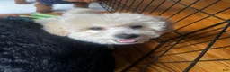 Bichpoo dogs for sale: Bump - Ad 6