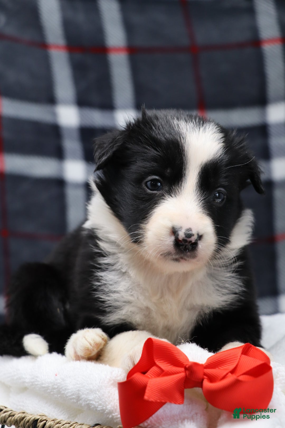 Border Collie dogs for sale:  hope - Ad 5
