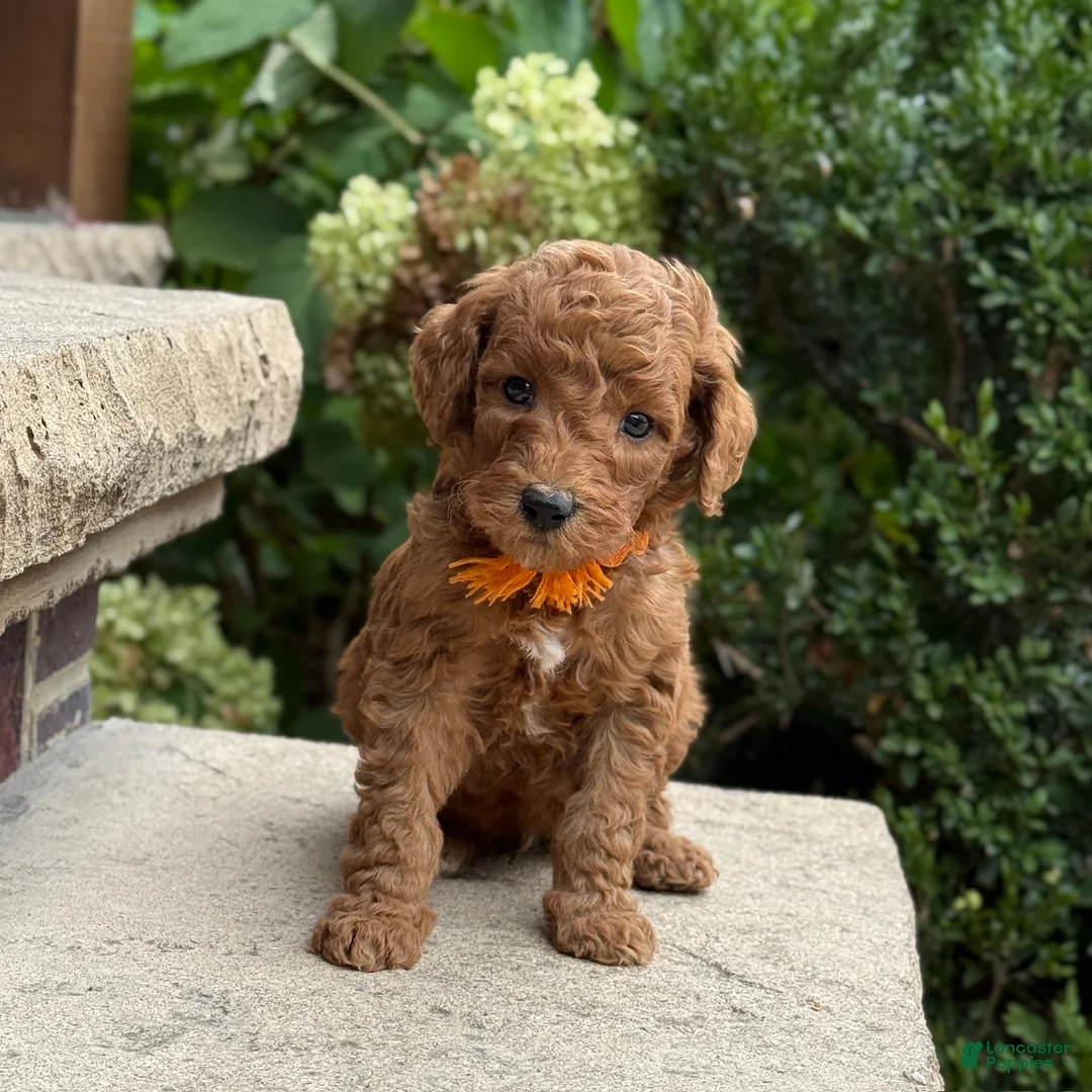 Standard Poodle dogs for sale: Buddy - Moyen Size Poodle - Ad 10