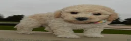 Mini Goldendoodle dogs for sale: Mini Greta - Ad 9