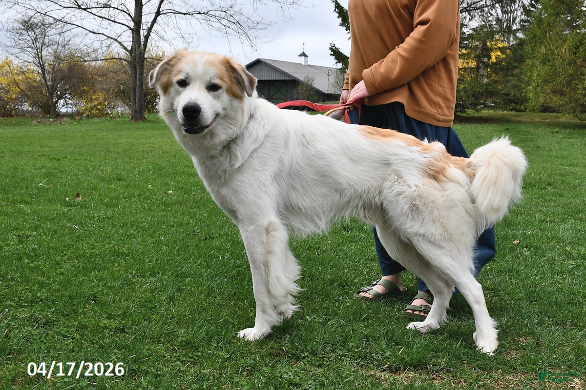 Mixed Breed dogs Samuel - Ad 2