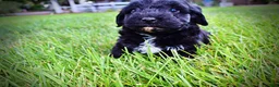 Havapoo dogs for sale: Harmony - Ad 11