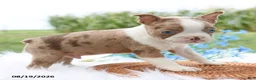 Boston Terrier dogs for sale: Reno - Ad 2