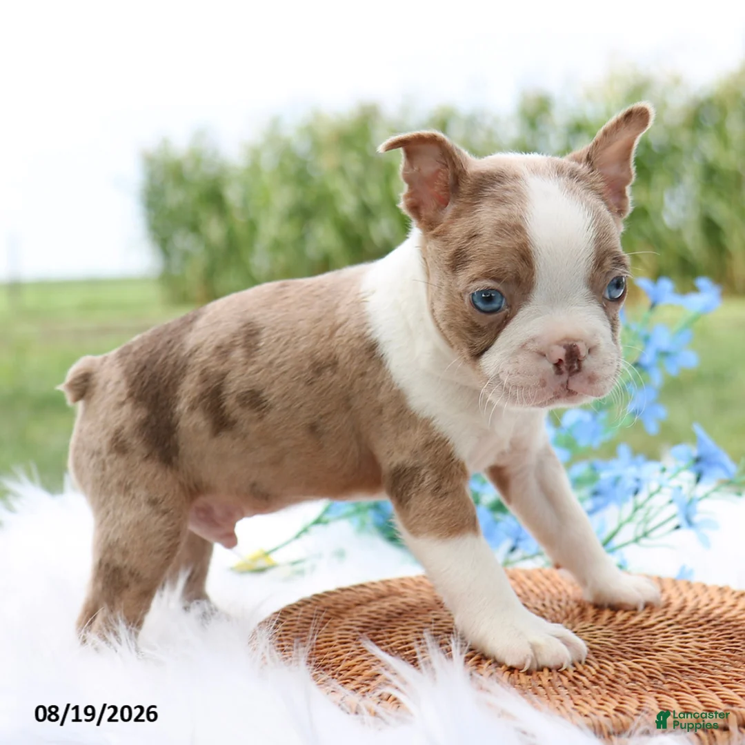 Boston Terrier dogs for sale: Reno - Ad 2
