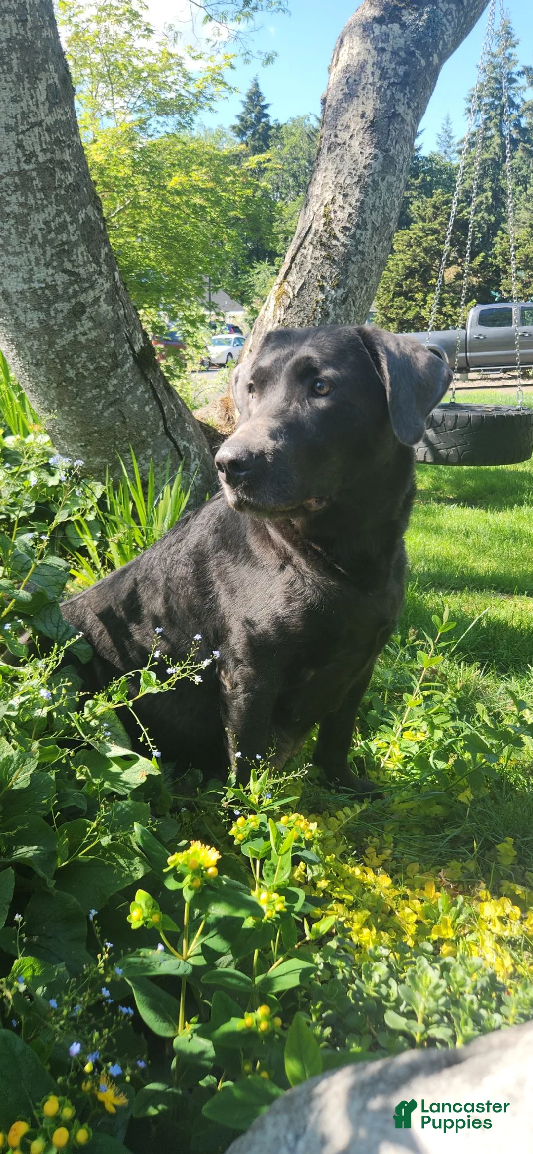 Labrador Retriever dogs for sale: Labrador Retriever green - Ad 5