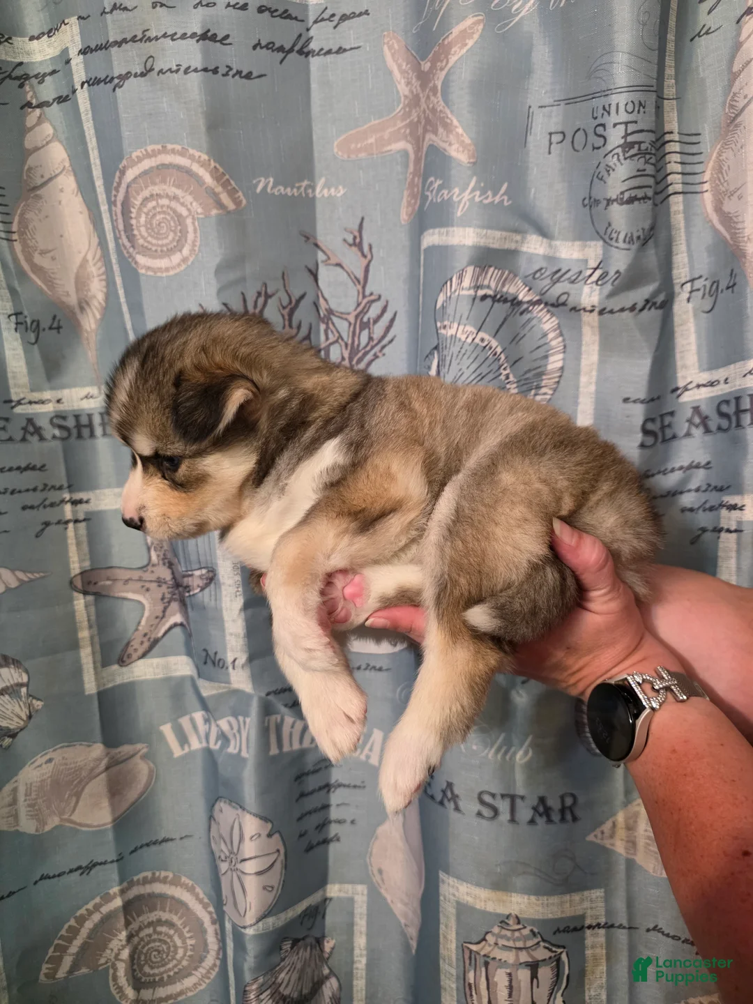 Siberian Husky dogs for sale: Black - Ad 2