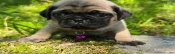 Pug dogs for sale: Manny - Ad 21