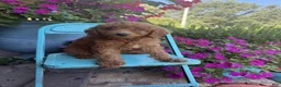 Miniature Labradoodle dogs for sale: Callie - Ad 5