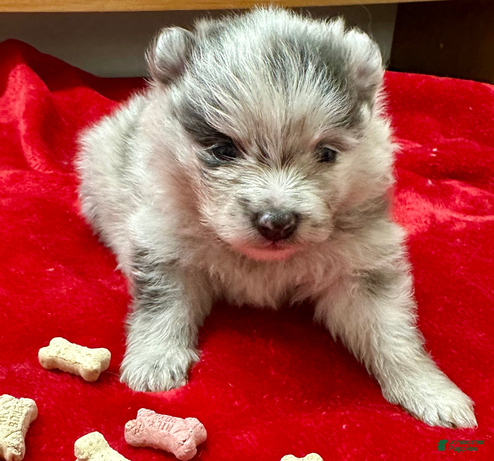 Pomeranian dogs Silver Merle Boy 4 weeks - Ad 25