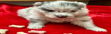 Silver Merle Boy 4 weeks