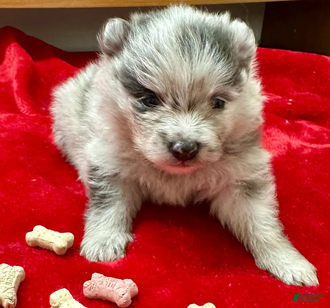 Pomeranian dogs for sale: Silver Merle Boy 4 weeks - Ad 1
