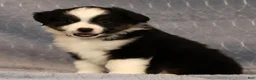 Miniature Australian Shepherd dogs for sale: Franklin - Ad 4
