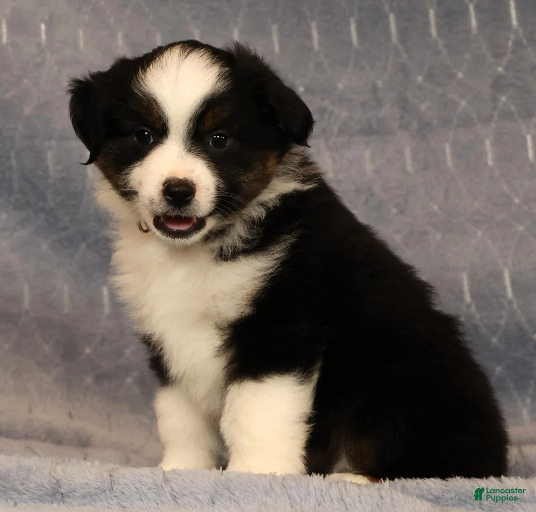 Miniature Australian Shepherd dogs for sale: Franklin - Ad 1