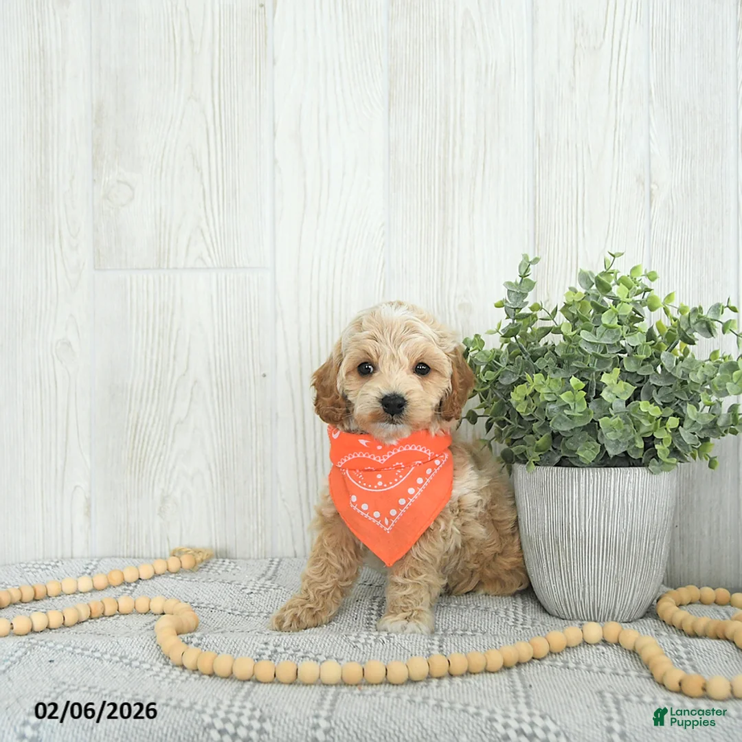 Cockapoo dogs for sale: Bentley EXTRA SMALL - Ad 5