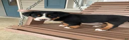 Greater Swiss Mountain Dog dogs for sale: Ben - Ad 12