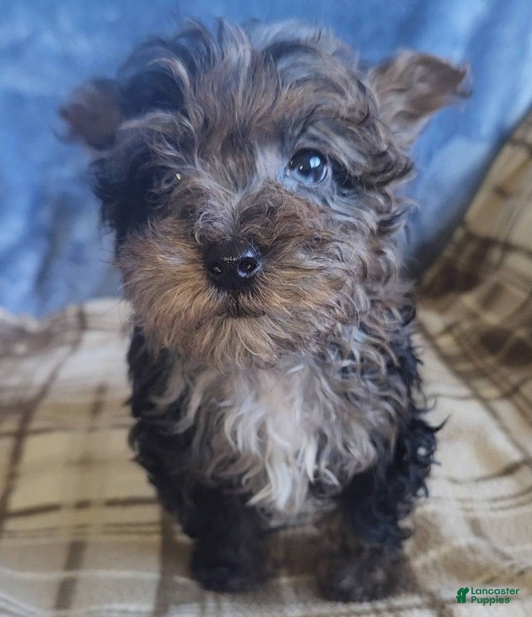 Yorkiepoo dogs for sale: Paul - Ad 7