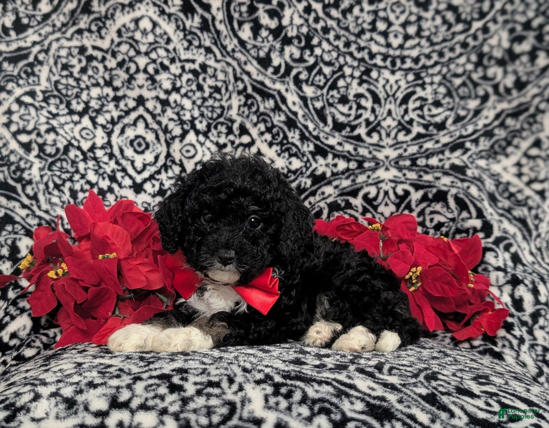 Mini Bernedoodle dogs for sale: Abram Hypoallergenic - Ad 4