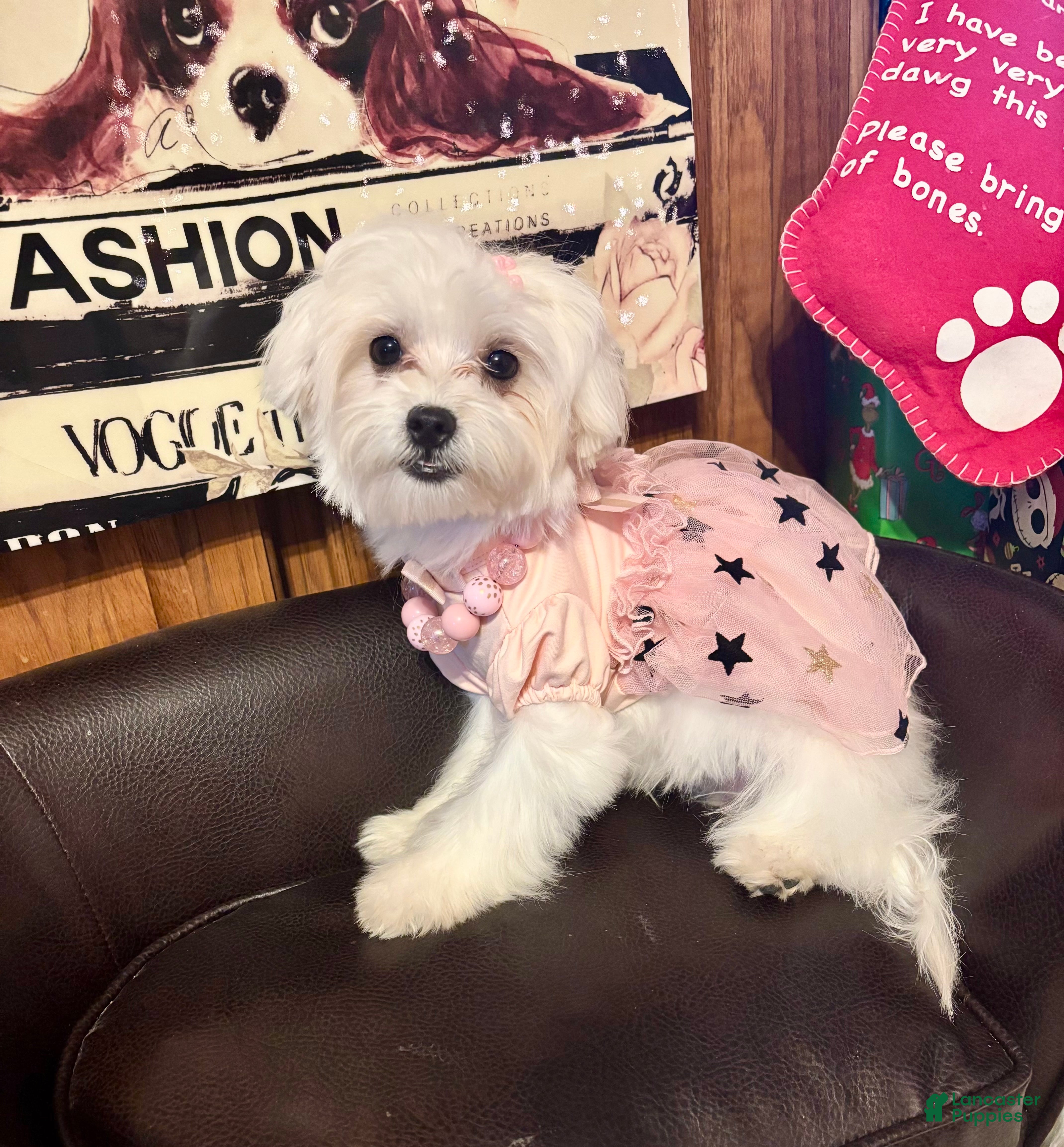 Maltese dogs Lullaby  - Ad 5