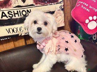 Maltese dogs Lullaby - Ad 5