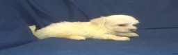 Maltipoo dogs for sale: Peggy Sue - Ad 4