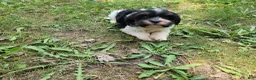 Mixed Breed dogs for sale: Adam  - Ad 1