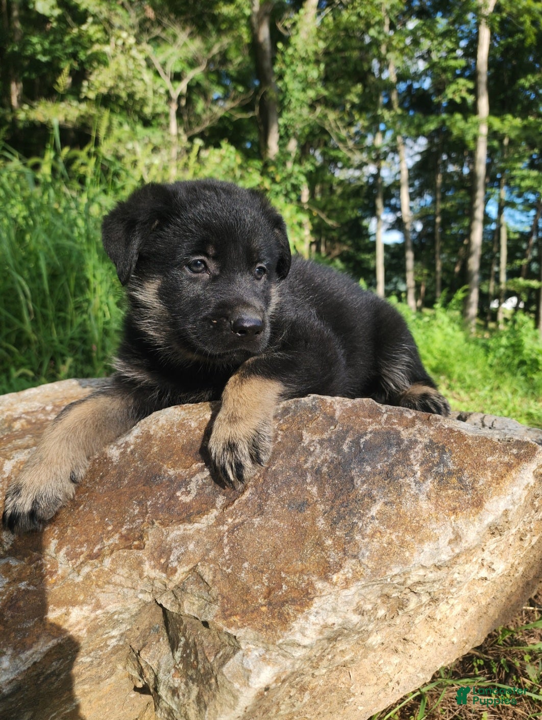 German Shepherd dogs  Tar - Ad 2