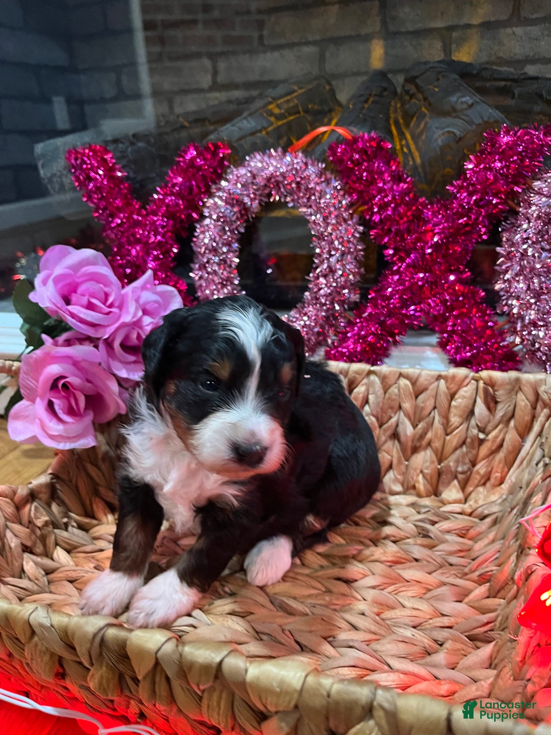 Mini Bernedoodle dogs for sale: Cosmo - Ad 2