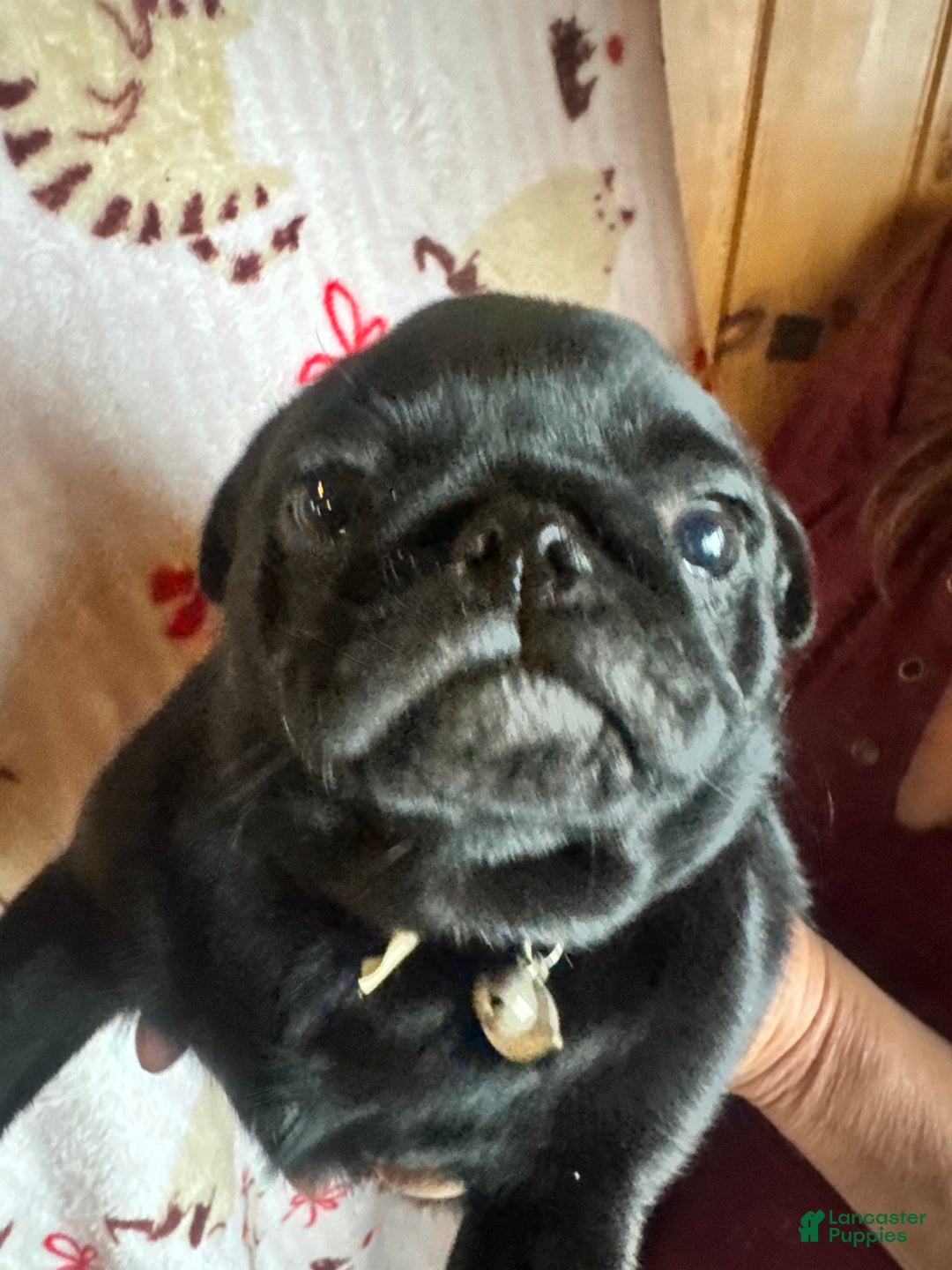 Pug dogs for sale: Pug Puppy 2 - Ad 1