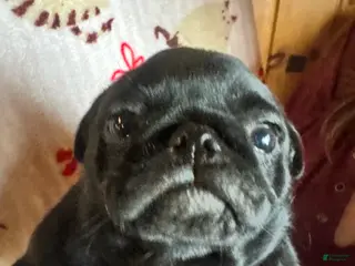 Pug dogs Pug Puppy 2 - Ad 2