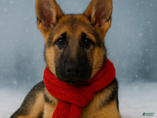 German Shepherd dogs Chopin - Ad 16