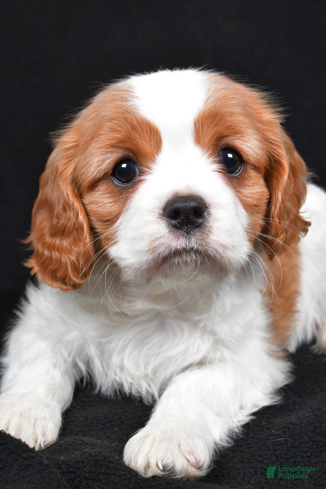 Cavalier King Charles Spaniel dogs for sale: Princess - Ad 4