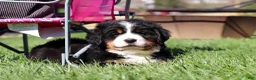 Bernese Mountain Dog dogs for sale: Drew - Ad 7