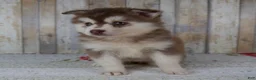 Pomsky dogs for sale: Cora - Ad 5
