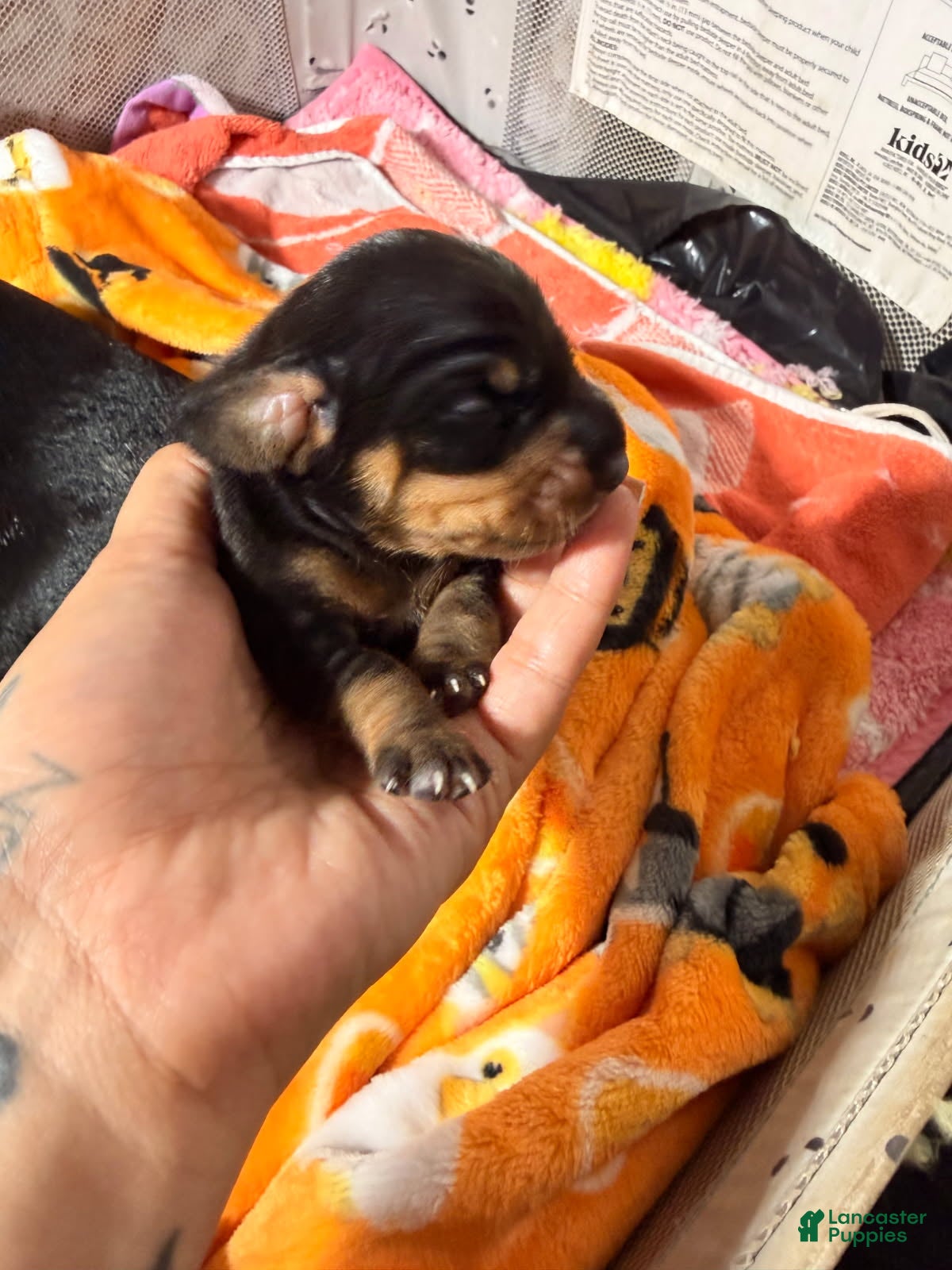 Miniature Dachshund dogs Bruno - Ad 6