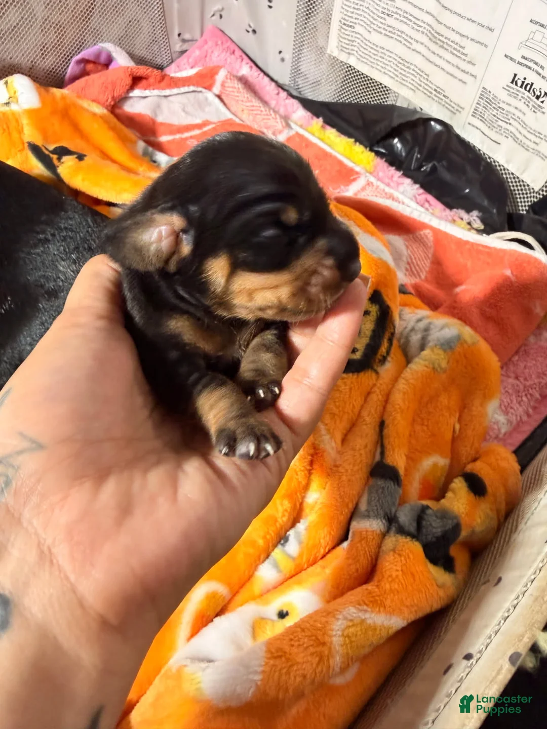 Miniature Dachshund dogs for sale: Bruno - Ad 1