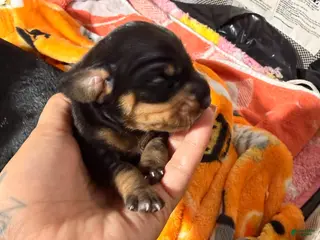 Miniature Dachshund dogs Bruno - Ad 6