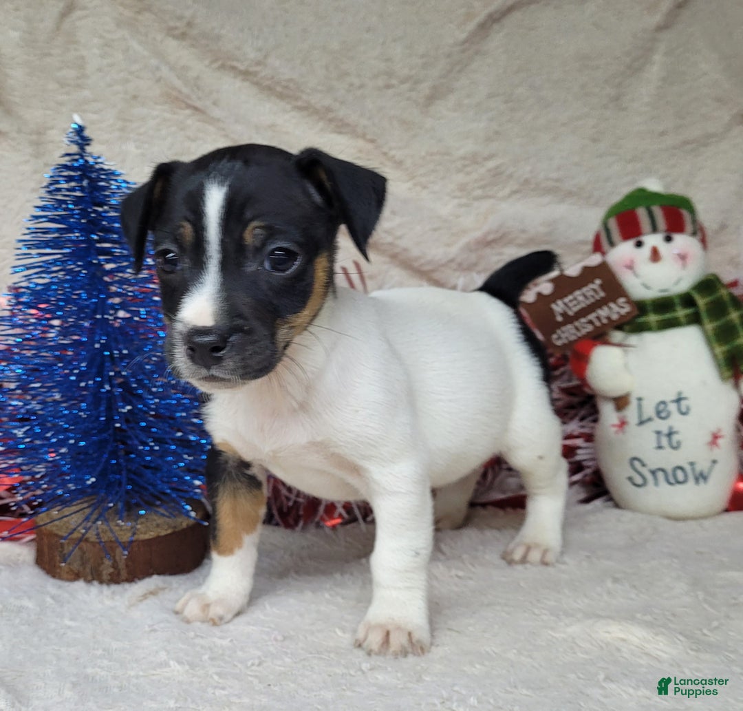 Jack Russell Terrier dogs for sale: FOSTER of Westfork - Ad 11