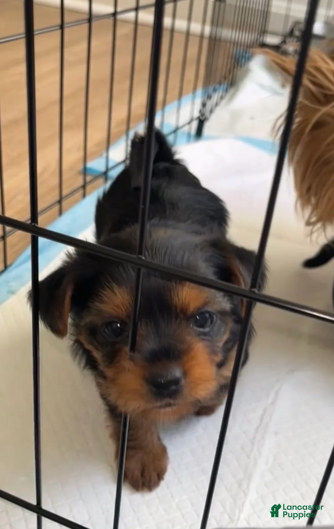 Yorkshire Terrier dogs for sale: Yorkshire Terrier Puppy 1 - Ad 1