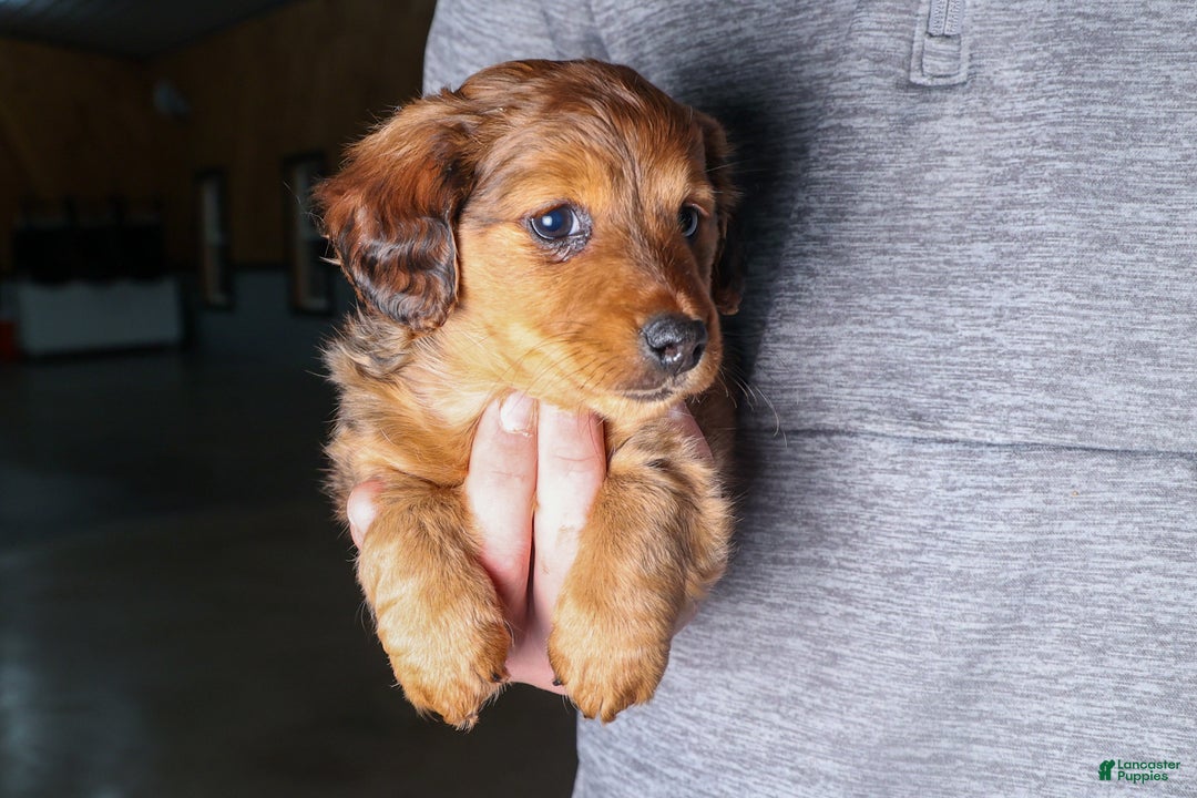 Miniature Dachshund dogs for sale: Jasper - Ad 40