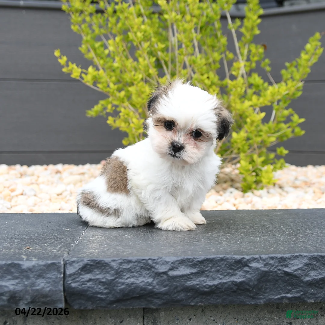 Mixed Breed dogs for sale: Candy - Ad 2